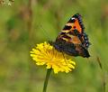 Aglais urticae bs0696