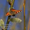 Aglais_urticae_e9697