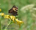 Aglais_urticae_mb3201