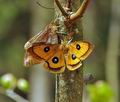 Aglia_tau_hx2583