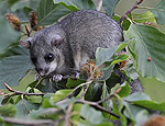 glis_glis_f7373