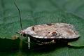 Agonopterix_alstromeriana_cm5949s