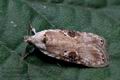 Agonopterix_alstromeriana_cm5989s