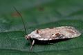 Agonopterix_alstromeriana_cm6027s