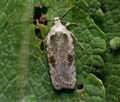 Agonopterix_alstromeriana_cs7576s