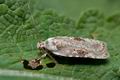 Agonopterix_alstromeriana_cs7588s