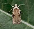 Agonopterix_alstromeriana_jb2358s