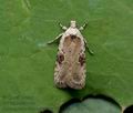 Agonopterix_alstromeriana_jb2374s