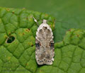 Agonopterix_alstromeriana_jf1734s