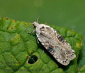 Agonopterix_alstromeriana_jf1746s