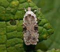 Agonopterix_alstromeriana_jf1763s