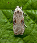 Agonopterix_alstromeriana_jg1324s
