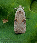 Agonopterix_alstromeriana_jg1556s
