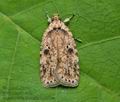 Agonopterix_arenella_cn6933s