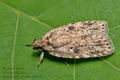 Agonopterix_arenella_cn6970s