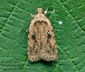 Agonopterix_arenella_cy1407s