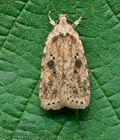 Agonopterix_arenella_cy1482s