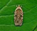 Agonopterix_arenella_j3492s