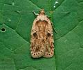 Agonopterix_arenella_jb8914s