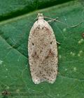 Agonopterix_assimilella_co1517s