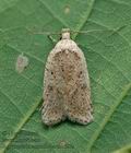 Agonopterix_assimilella_cz1087s