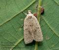 Agonopterix_assimilella_cz1462s