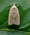 Agonopterix_assimilella_cz1477s