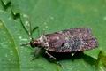 Agonopterix_conterminella_cl6544s