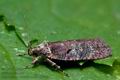 Agonopterix_conterminella_cl6576s