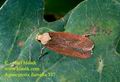 Agonopterix_furvella_337