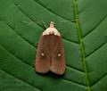 Agonopterix_furvella_ct8533s