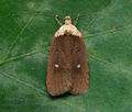 Agonopterix_furvella_ct8549s