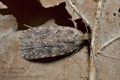 Agonopterix_heracliana_cg6963s