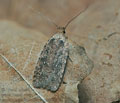 Agonopterix_heracliana_cg6973s