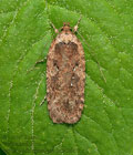 Agonopterix_heracliana_jm5625s