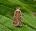 Agonopterix_heracliana_jm5670s