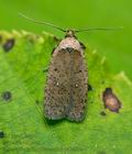 Agonopterix_hippomarathri_cx0176s