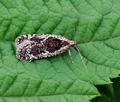 Agonopterix_hypericella_hy4904