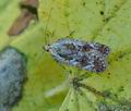 Agonopterix_hypericella_hy6756"