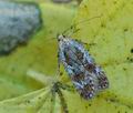 Agonopterix_hypericella_hy6761"