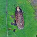 Agonopterix_liturosa_bm5275