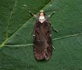 Agonopterix_liturosa_cp8387s