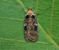 Agonopterix_liturosa_cz4472s