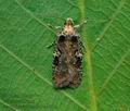 Agonopterix_liturosa_cz4486s