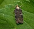 Agonopterix_liturosa_jd3706s