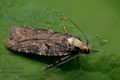 Agonopterix_liturosa_jd3723s