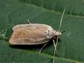 Agonopterix_nervosa_cp8310s