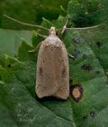 Agonopterix_nervosa_cp8348s