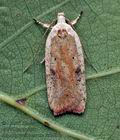 Agonopterix_nervosa_cz2036s