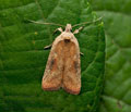 Agonopterix_nervosa_jm9859s